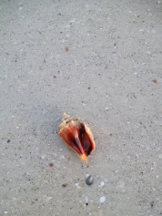 Clearwater Beach North of the Pier. Shell with Crab